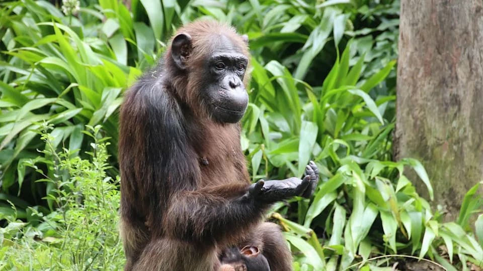 Šimpanze „misle o mišljenju“ — menjaju odluke kad stigne ubedljiv dokaz