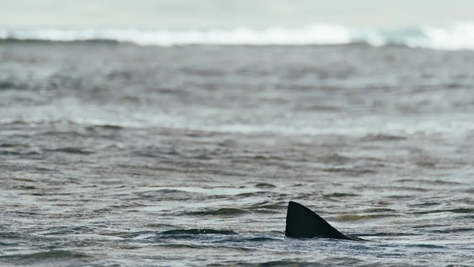 Prvo zabeleženo mladunče bele ajkule kod Block Islanda — 'igla u plastu sena' snimljena BRUV kamerom