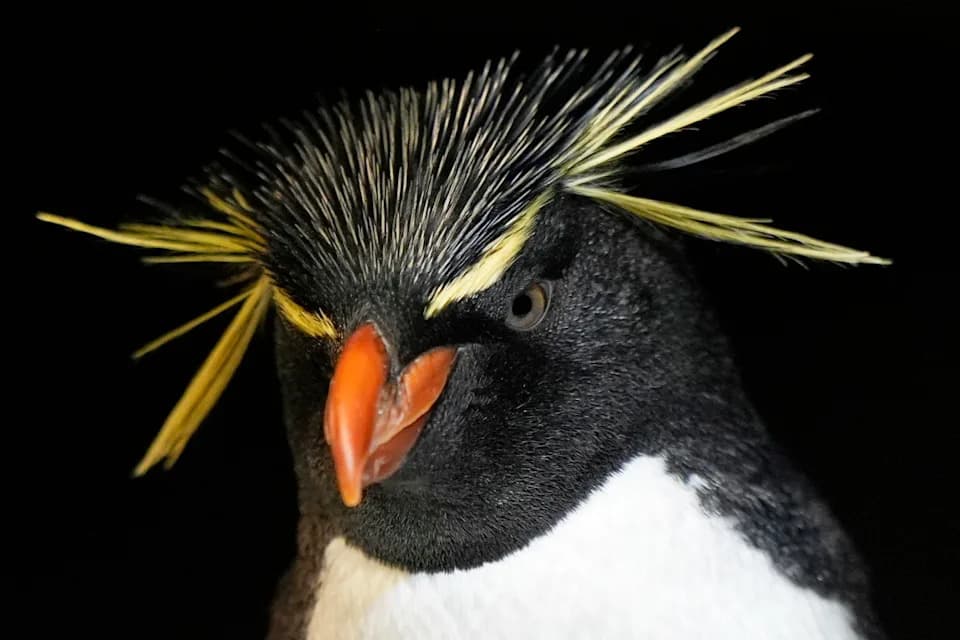 Gerijatrijsko ostrvo za pingvine u Bostonu — kako akvarijum omogućava dostojanstveno starenje