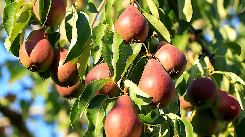 Švajcarski agrivoltačni eksperiment koji menja uzgoj voća