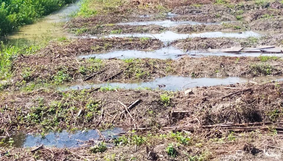 Britanska pšenica u kolapsu: ekstremne vremenske prilike uništile žetve — izgubljeno žito za 4 milijarde hlebova