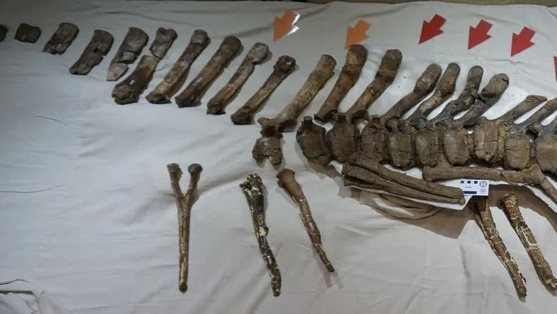 Prelomi na repu otkrivaju pol dinosaurusa? Novo istraživanje hadrozura