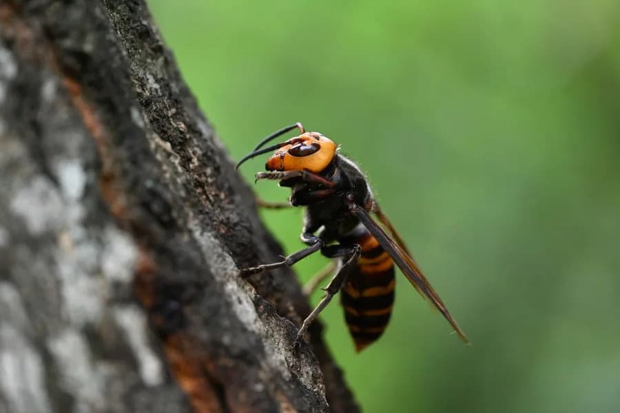 Tragedija tokom zip-lajna: Otac i sin iz SAD-a poginuli nakon napada azijskih džinovskih stršljena