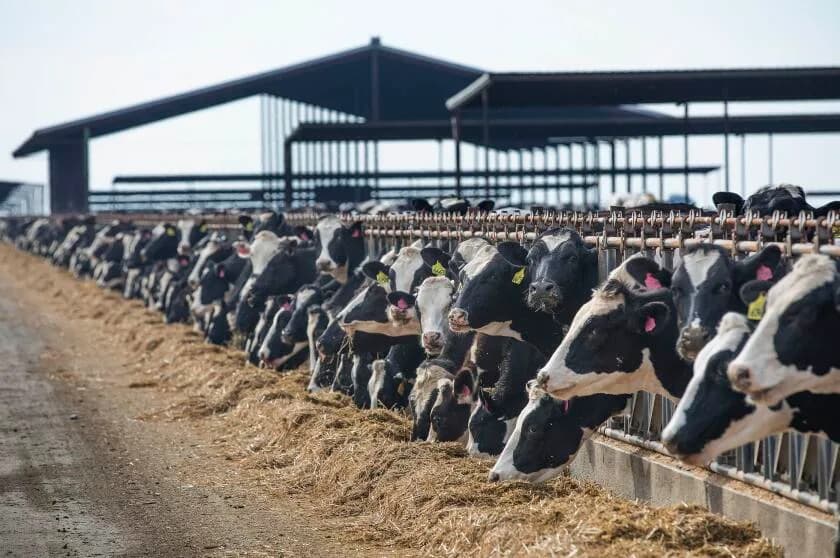 Tužba traži istinu o H5N1: Kalifornija optužena da skriva lokacije zaraženih mlekara