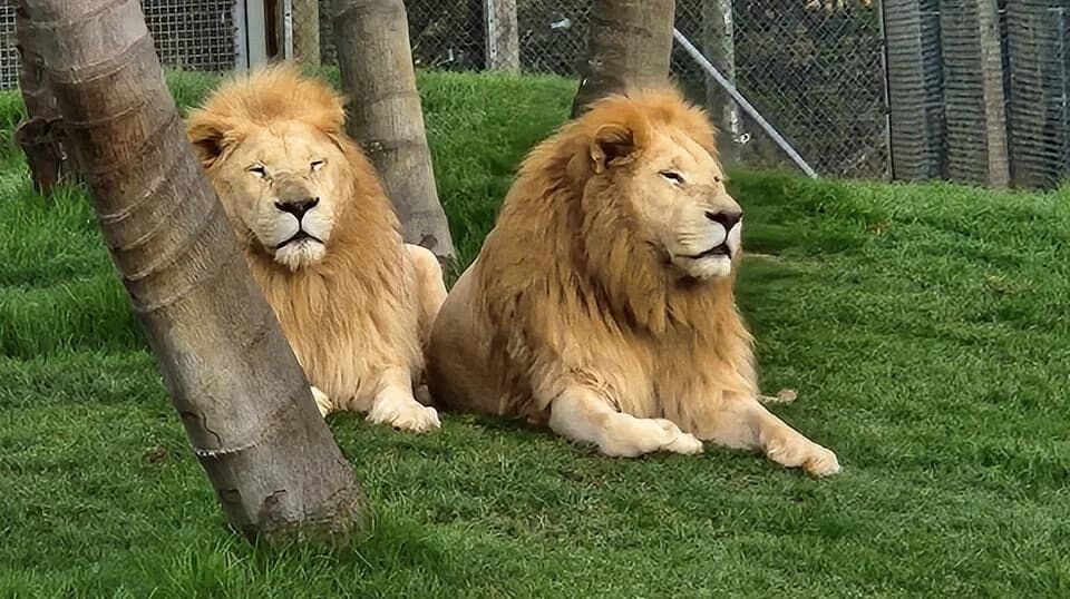 Zatvaranje Kamo Wildlife Sanctuary — uspavaće sedam starih lavova zbog finansijskih problema