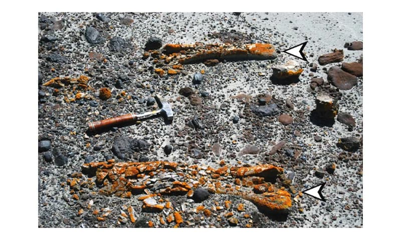 Mogu li narandžasti lišajevi otkriti fosile dinosaurusa iz svemira?