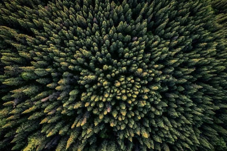 UN: Šume moraju biti prioritet na COP30 — borealne šume pod neposrednim pritiskom klimatskih promena