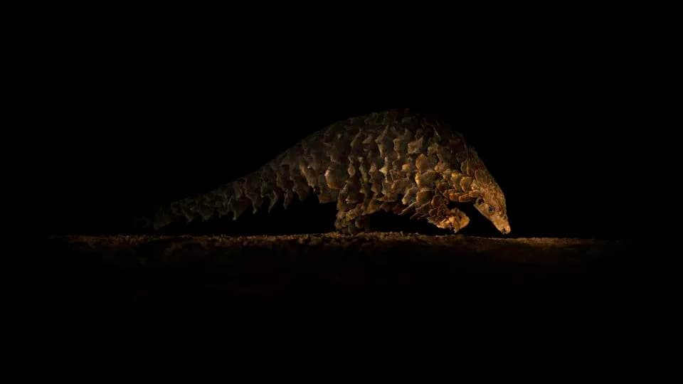 Sudbina pangolina: foto‑knjiga otkriva priču o najviše ilegalno trafikovanoj vrsti sisara