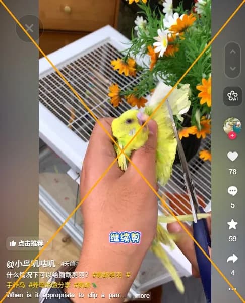 Stručnjaci upozoravaju: podrezivanje krila ptica može prouzrokovati zdravstvene i ponašajne probleme