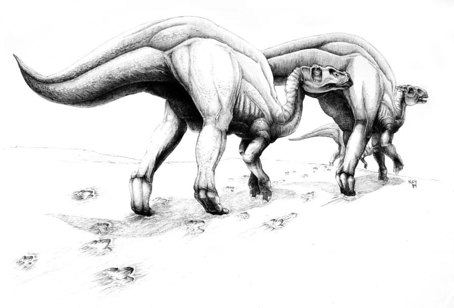 Retki fosil <b>Tenontosaurusa</b> pronađen u zapadnom Teksasu — otkriće istraživača UTEP‑a