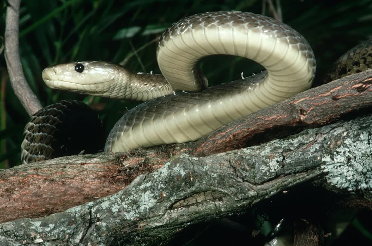 Blizu univerzalnog antivenoma: nanobody iz alpaka i lama neutrališu otrov 17 od 18 afričkih zmija