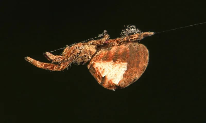 Tajna elastične mreže trokutaste tkaljice: kako prolin pokreće munjevitu zamku