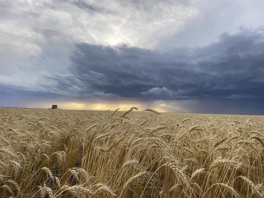 Proizvođači pšenice u Kanzasu: „Bilo je teško“ — kiše, mraz i gusjenice usporili rad na poljima