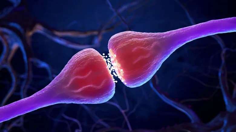 Otkriveni „mostovi“ u mozgu — dendritički nanotubusi koji mogu prenositi proteine Alchajmera