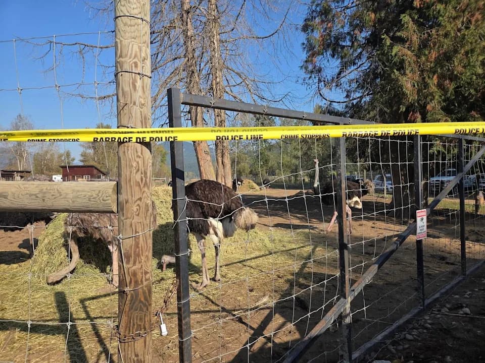 Vrhovni sud Kanade potvrdio: klanje nojeva na farmi u Britanskoj Kolumbiji ide dalje