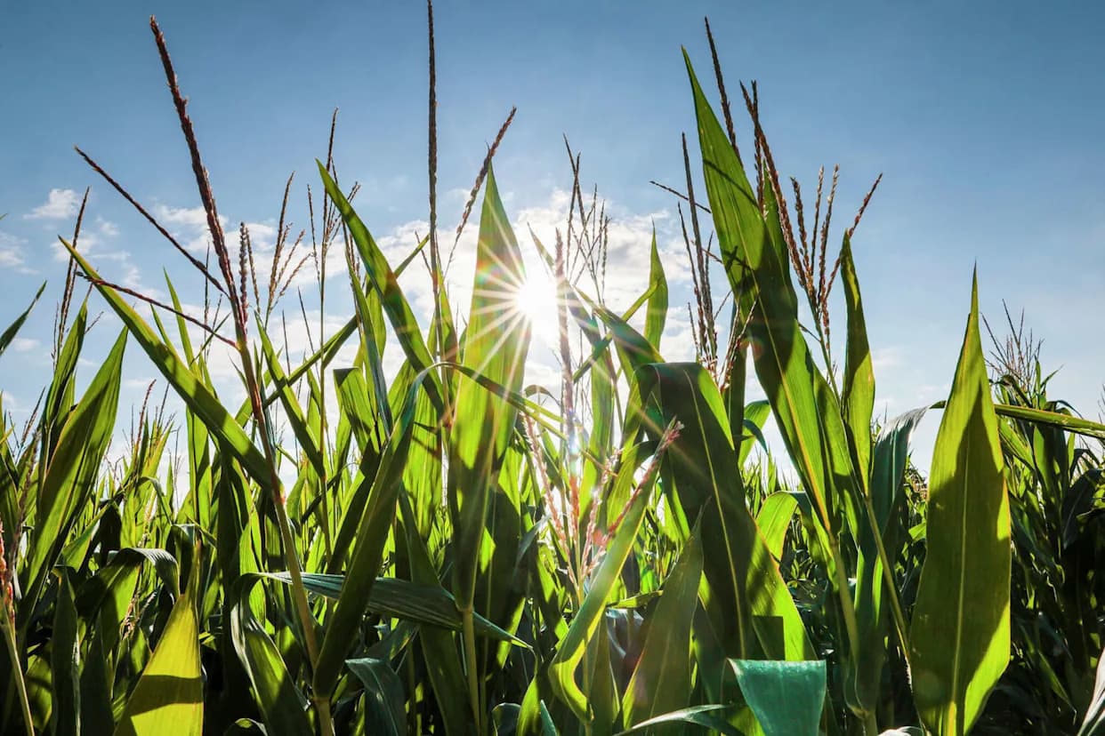 Posle više od 200 godina: kultni Farmers' Almanac prestaje da izlazi — 2026. biće poslednje izdanje
