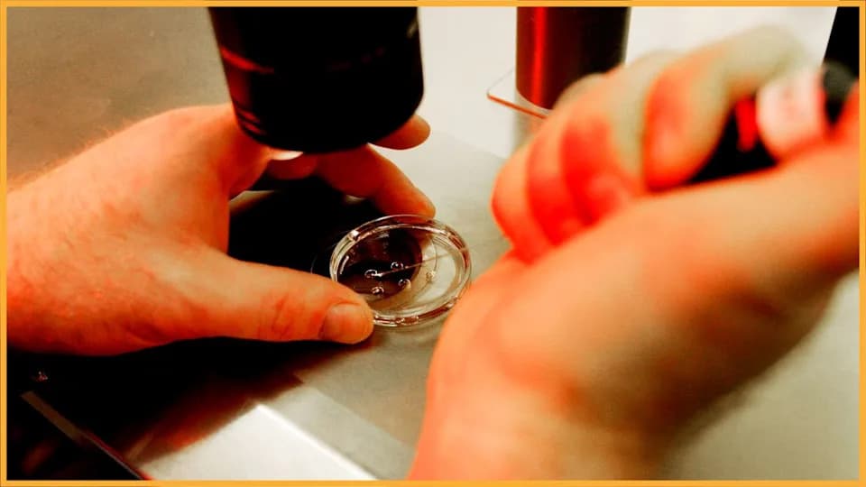 Zašto zabrane istraživanja ljudskog fetalnog tkiva mogu zaustaviti medicinski napredak — a ne sprečiti nijedan abortus