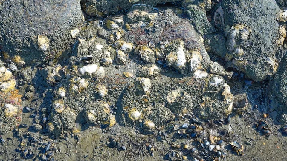 ZSL i Groundwork spustili 20 kocki sa po 4.000 ostriga u Severno more — nova nada za oporavak grebena