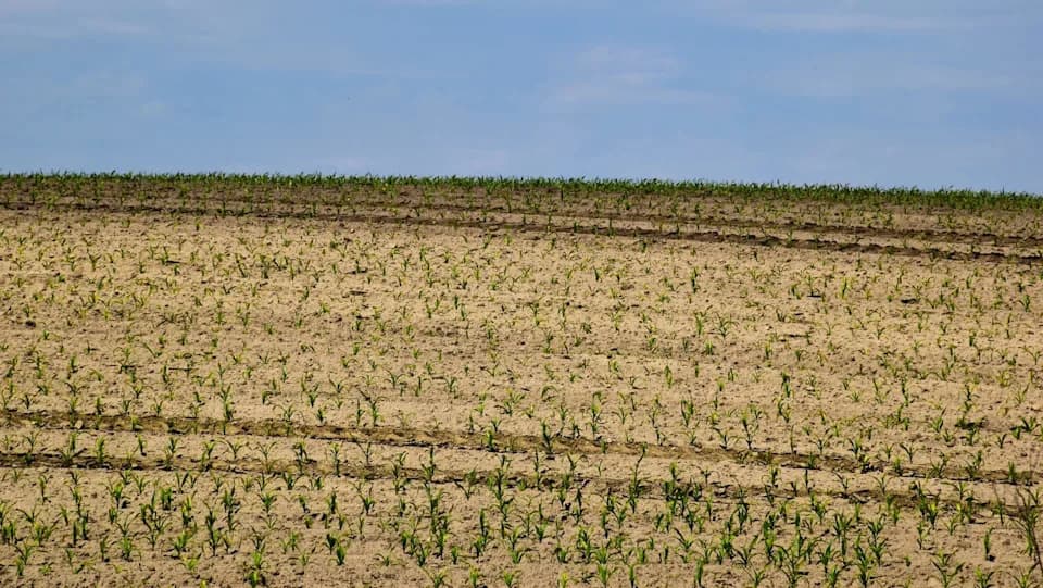 Kukuruz u Mađarskoj na udaru suše: prinosi pali na 4–4,2 miliona tona — posledice za prerađivače i stočnu industriju
