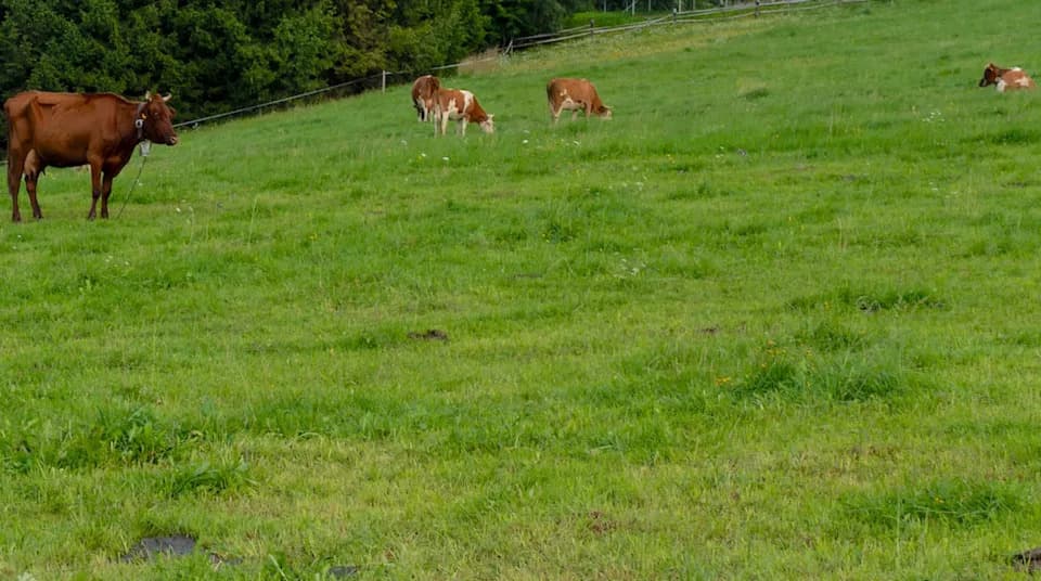 Agrivoltaika u Virdžiniji: Farme i solarni paneli u simbiozi koja može promeniti poljoprivredu