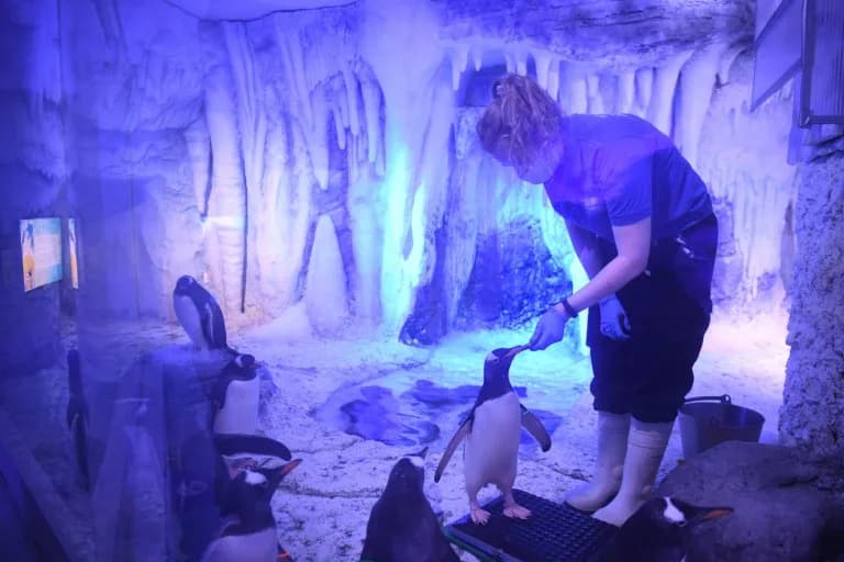 75 poslanika traži istragu: 15 gentoo pingvina navodno bez dnevne svetlosti u Sea Life London Aquariumu