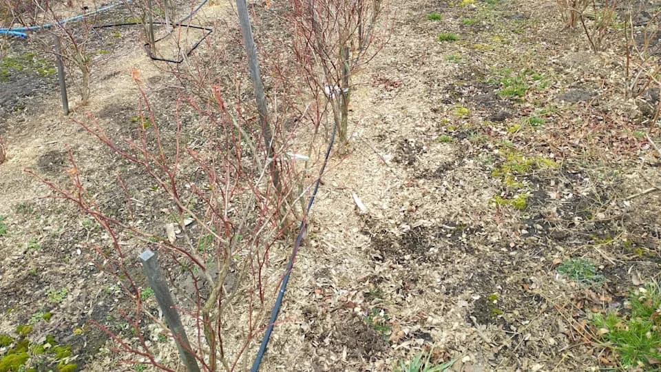 Borovnice u Mejnu pod udarom: neobični vremenski obrasci smanjuju prinos i do 50%