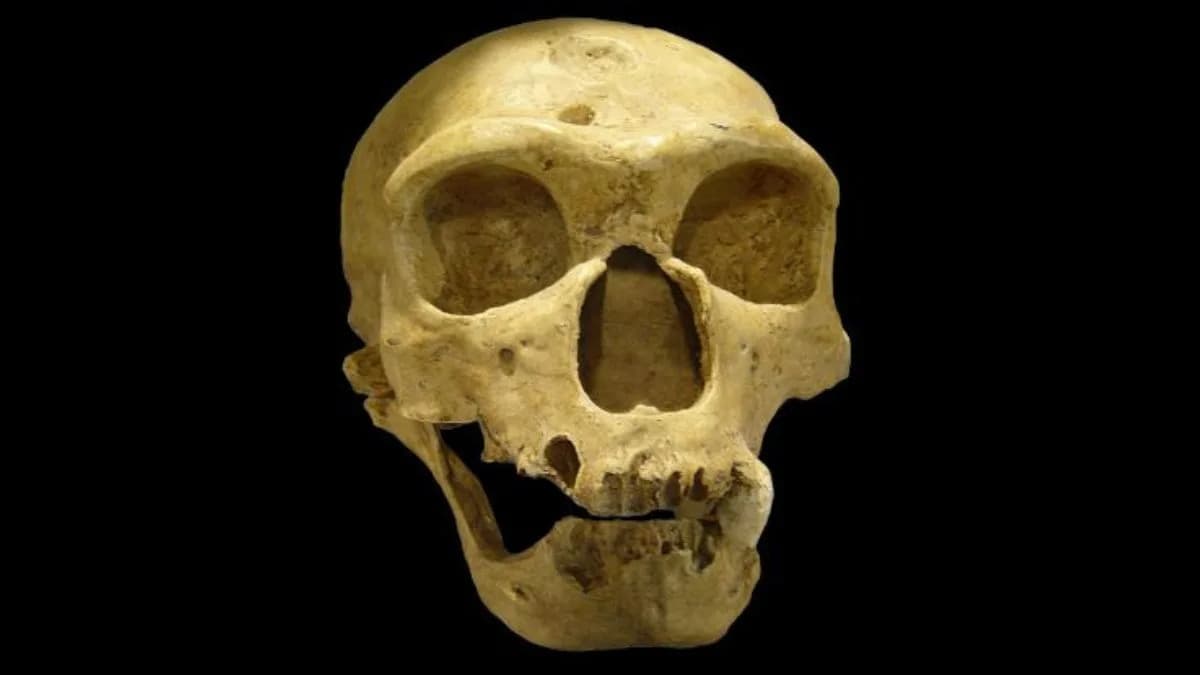 Neandertalci možda nikada nisu potpuno izumrli — model pokazuje genetsku asimilaciju u Homo sapiens