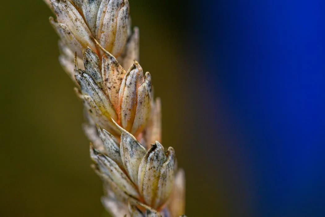 Šta je Fusarium graminearum — gljiva koju je naučnica priznala da je krijumčarila u SAD i zašto je opasna