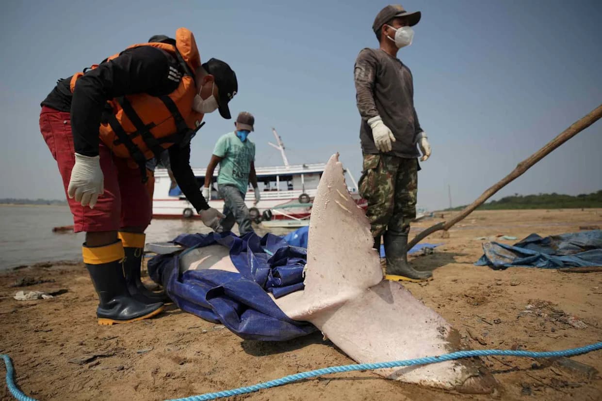 „Parni kotlovi“ u Amazoniji: kako je ekstremna vrućina ubila više od 150 delfina