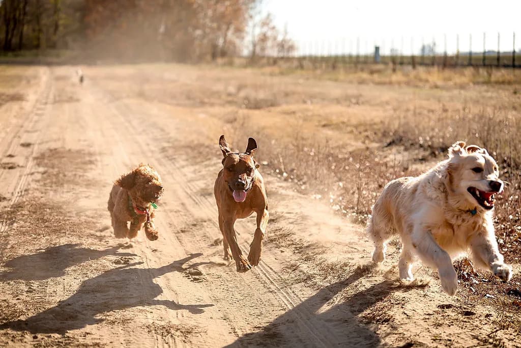 DNK razotkriva tajnu istoriju pasa — kako su psi putovali i opstajali uz ljude