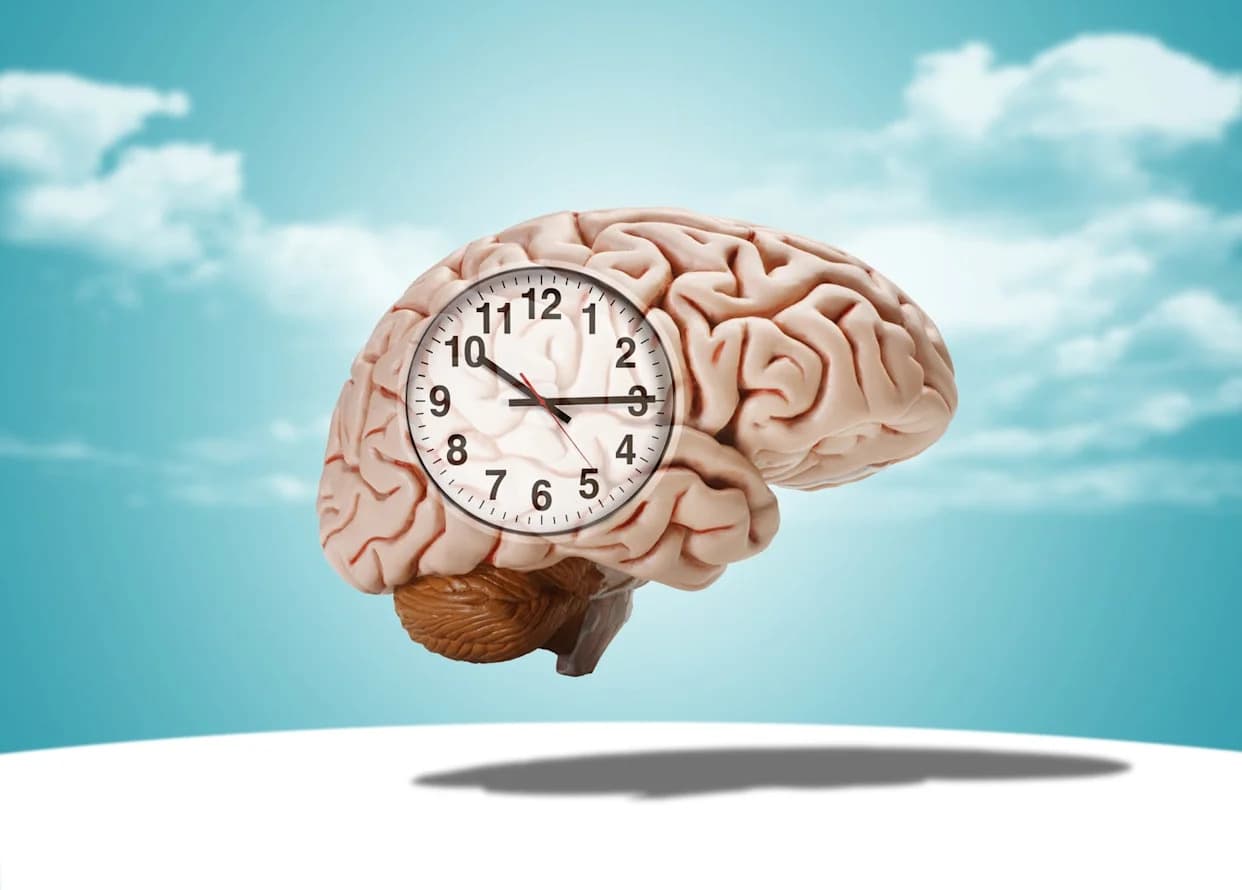 Kako učenje jezika usporava starenje mozga — velika studija na 86.000 Evropljana