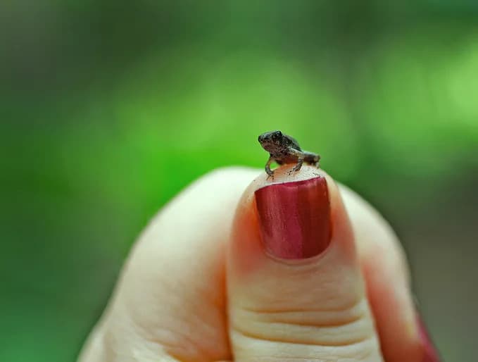 Otkriće iz Tanzanije: tri vrste drvenih žaba preskaču fazu punoglavca i rađaju žive mladunce