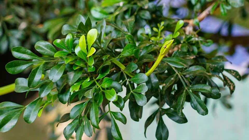 Retko otkriće u brazilskoj rudarskoj zoni: sedam primeraka zelenog vitastog zmijara