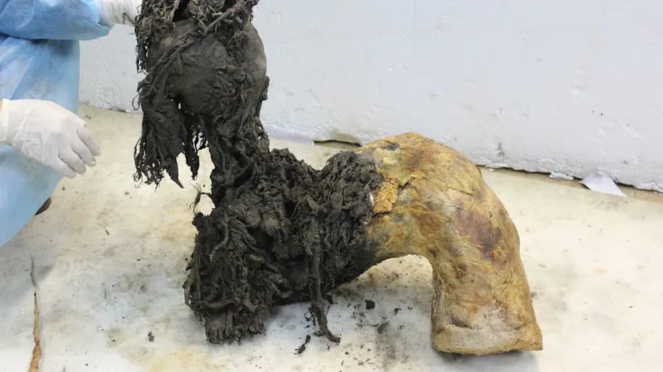 Prvi put sekvencirana RNK vunastog mamuta — novi prozor u biologiju izumrlih životinja