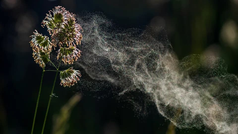 Može li suša pogoršati sezonu alergija? Stručnjaci iz Mainea upozoravaju