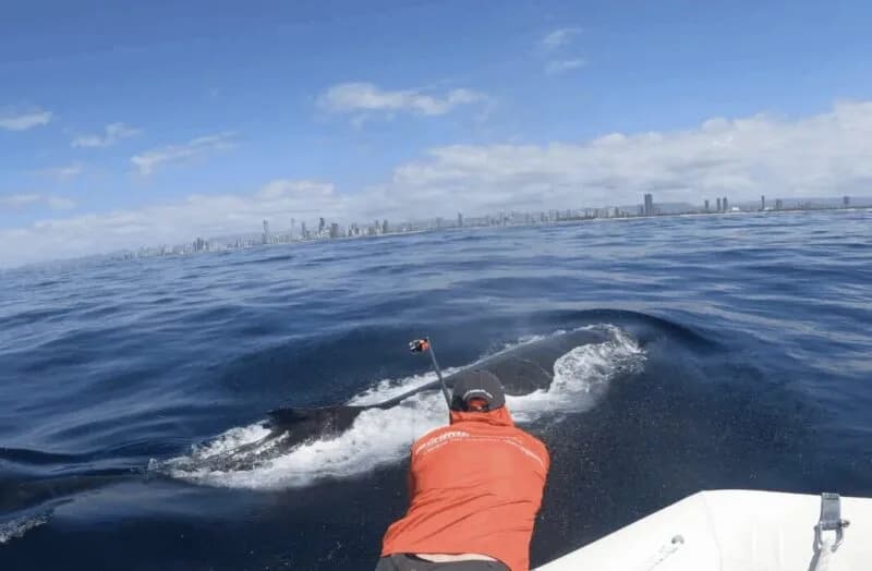 Na leđima kitova: kako se remore prikače, odlepe i odmah se vrate