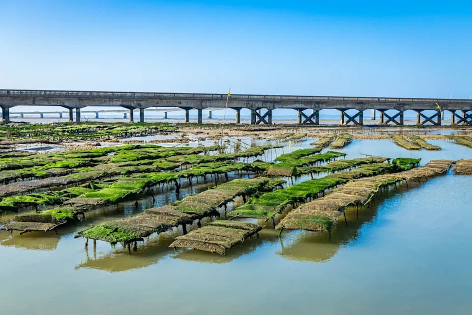 Kako kamenice mogu pomoći hlađenju planete: nova studija otkriva važan efekat fotosinteze