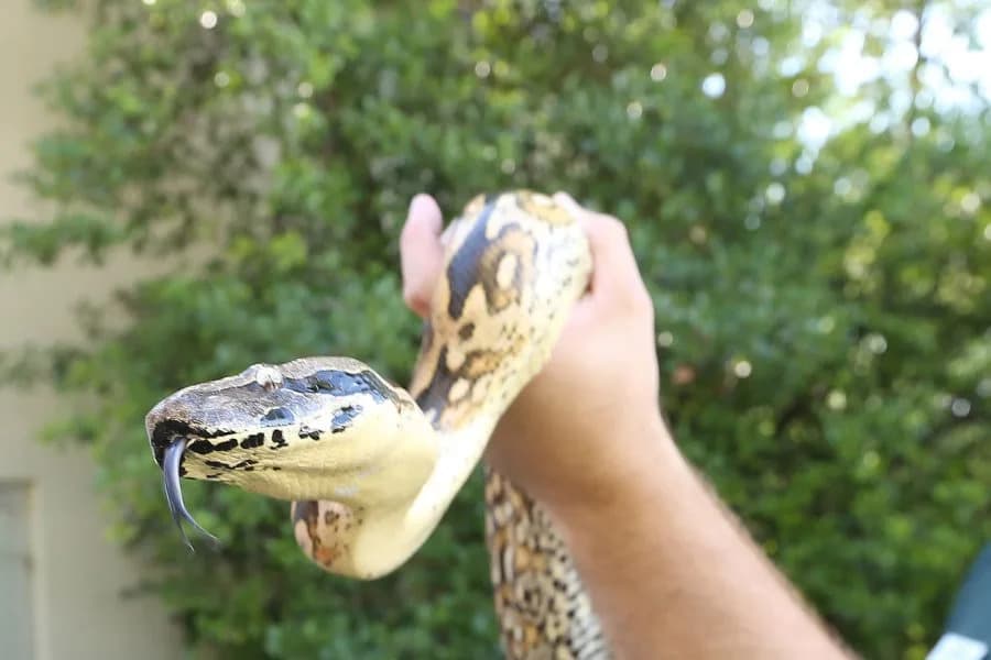 Zmijski urin otkriva mogući put ka boljim terapijama za giht i bubrežne kamence