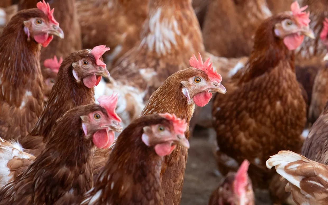 Prvi ljudski slučaj H5N5 ptičjeg gripa u SAD — muškarac iz Vašingtona u kritičnom stanju