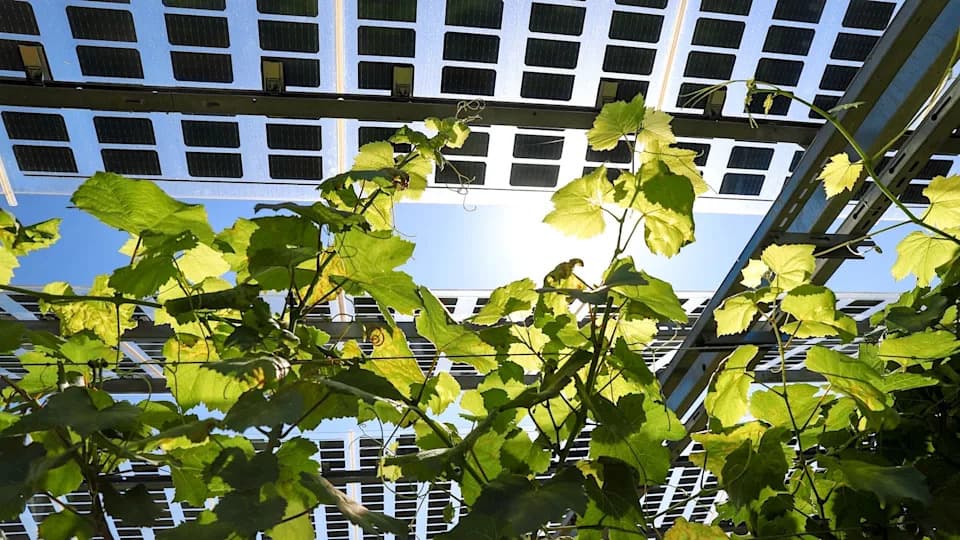 Kako agrivoltaika menja farmu: poljoprivreda ispod solarnih panela donosi nove prihode i zaštitu useva