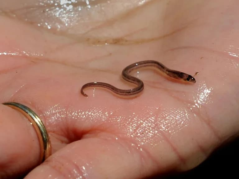 Bande na Haitiju profitiraju na mračnoj trgovini mladim "staklenim" jeguljama