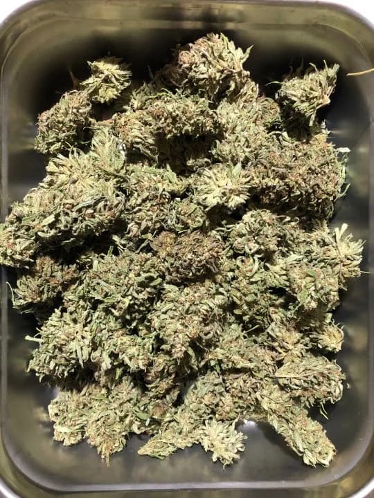 Novi rečnik mirisa kanabisa: istraživači sa Oregon State predlažu 25 termina i četiri aromatska profila