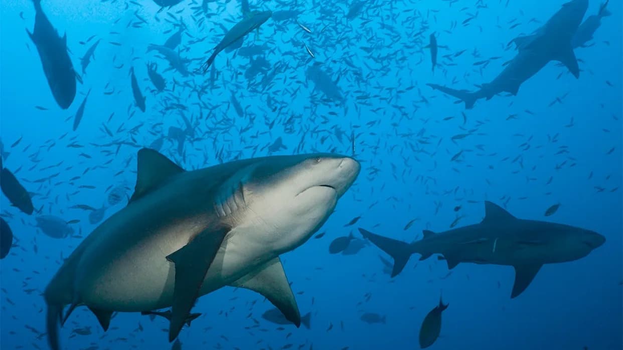 Ајкуле и живи корални гребени на неочекиваним дубинама код Комора — знак отпорности и позив на хитну заштиту мора