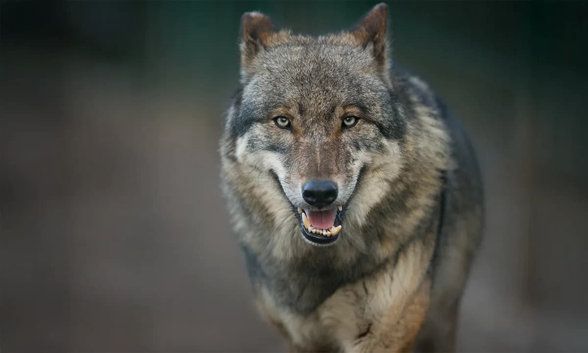 Vukovi uhvaćeni kako vuku plovke i pregrizaju mreže — moguća upotreba alata