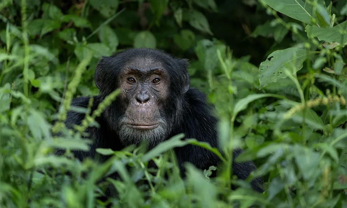 Nasilno osvajanje teritorije dalo prednost čimpanzama — dvostruko više mladunčadi u grupi Ngogo