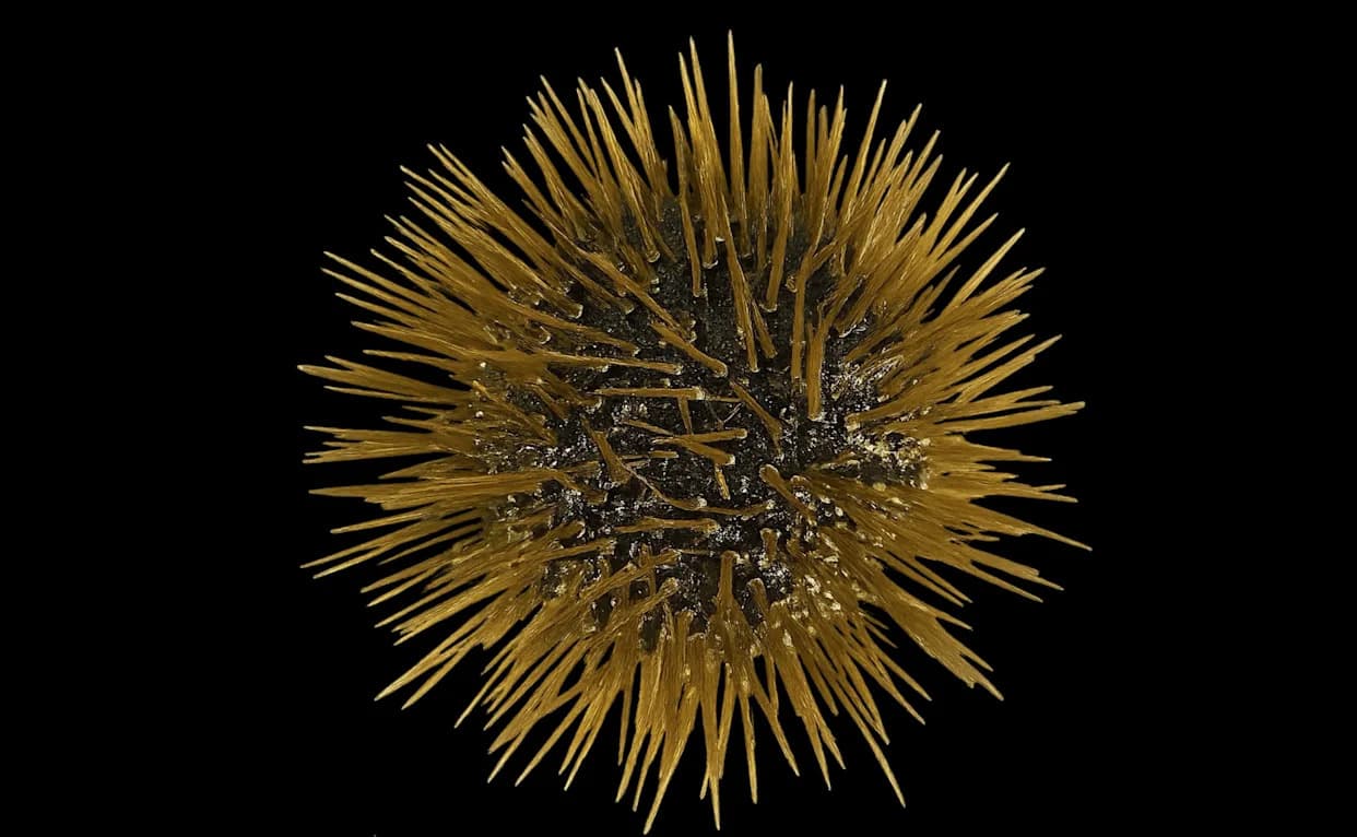 Ježinci — „cela tela‑mozak”: novo otkriće o njihovom složenom, rasprostranjenom nervnom sistemu