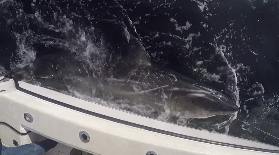 Zašto se bele ajkule zadržavaju kod Cape Hatteras? Šta nam govori slučaj ajkule Ripple