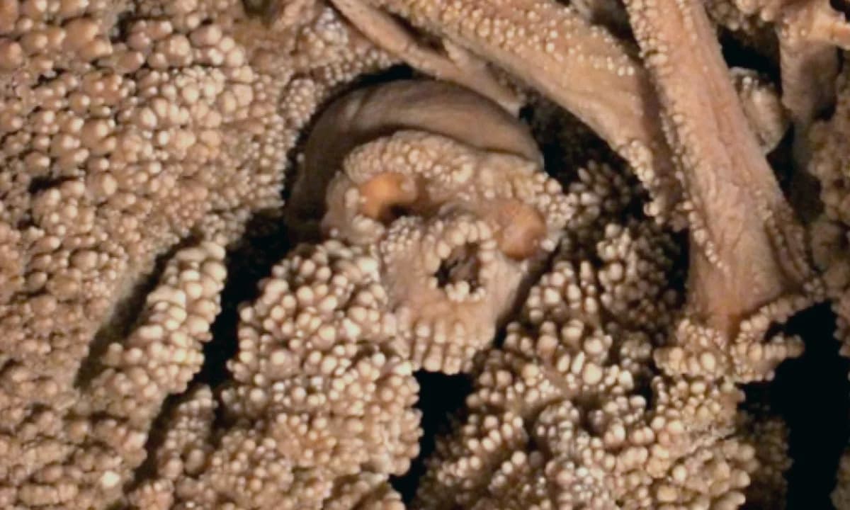 Neandertalčev nos iz Altamure menja predstavu o prilagodbi na hladnu klimu