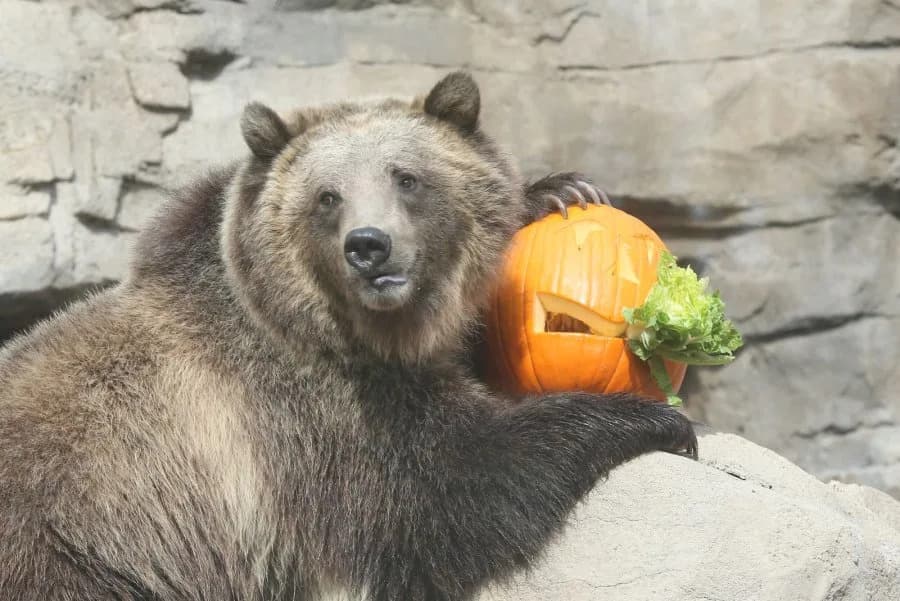 Grizli napao školsku grupu u dolini Bella Coola — nekoliko povređenih, škola zatvorena