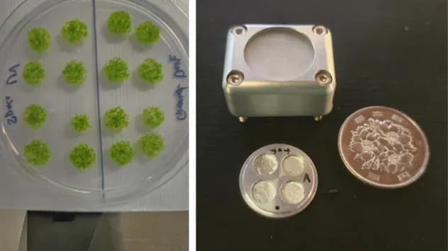 Mahovina preživela 9 meseci u otvorenom svemiru — oko 80% spora ostalo vitalno